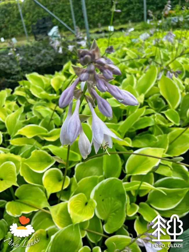 Hosta   'Winter Snow'